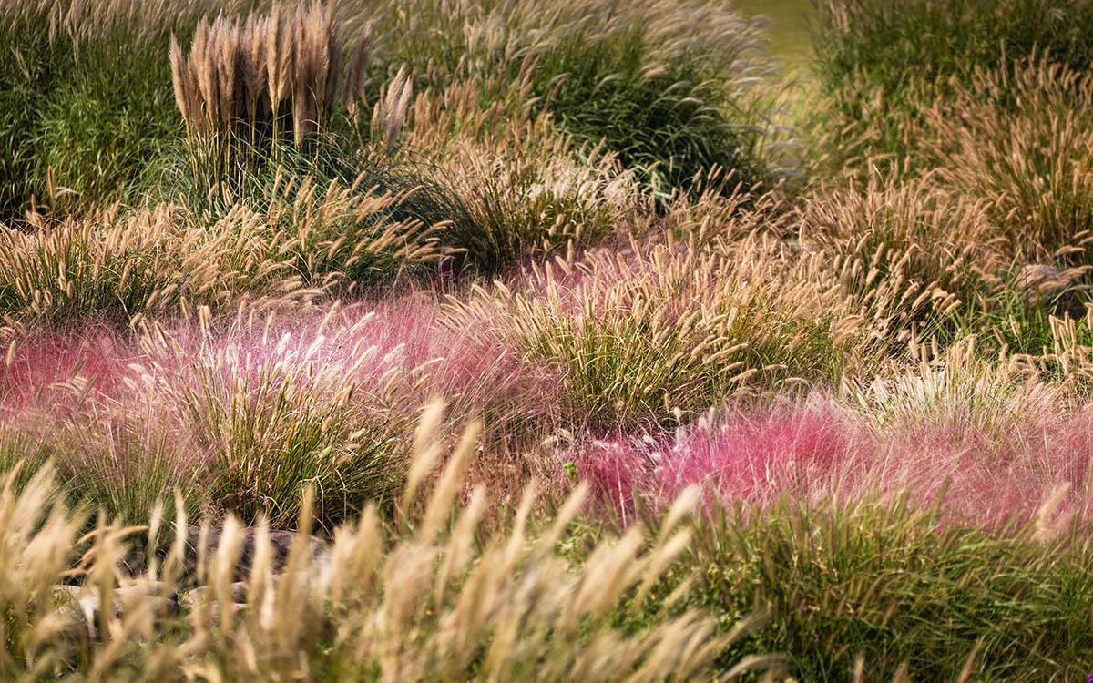 辰山植物园禾草园荣获"2022年度上海公园十佳特色植物