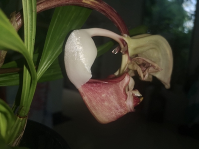 红吊桶兰Coryanthes leucocorys--兰科吊桶兰属2.jpg