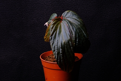 k531_1325_4500+08.jpg