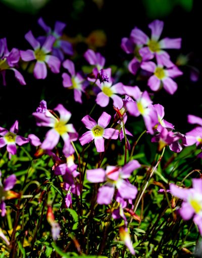 1‘风车’OB酢浆草--钝叶酢浆草 (1).jpg