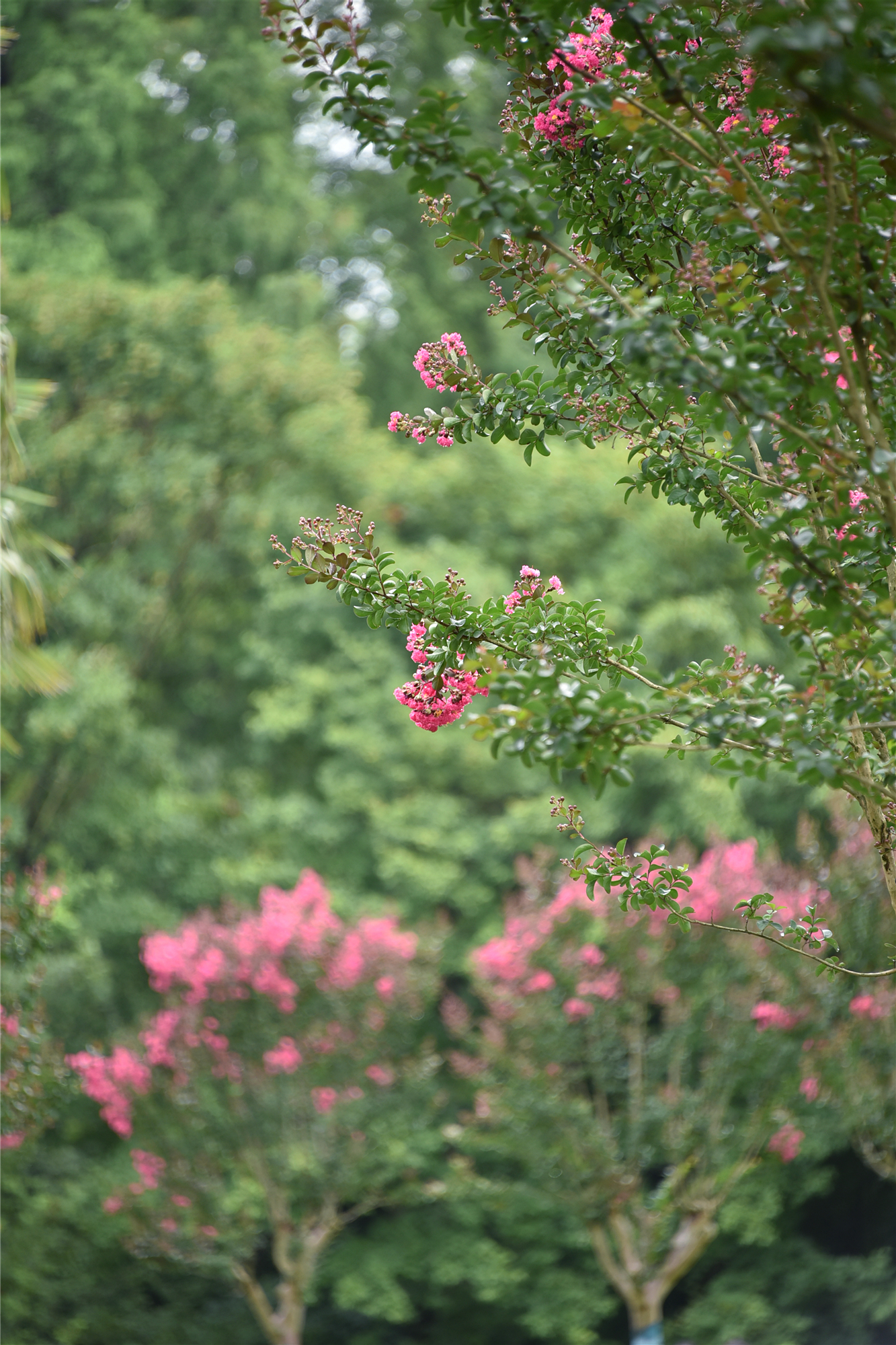 DSC_9669_副本.jpg