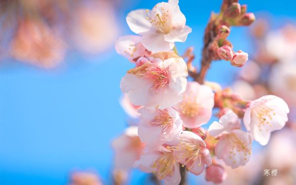 寒樱_3.jpg