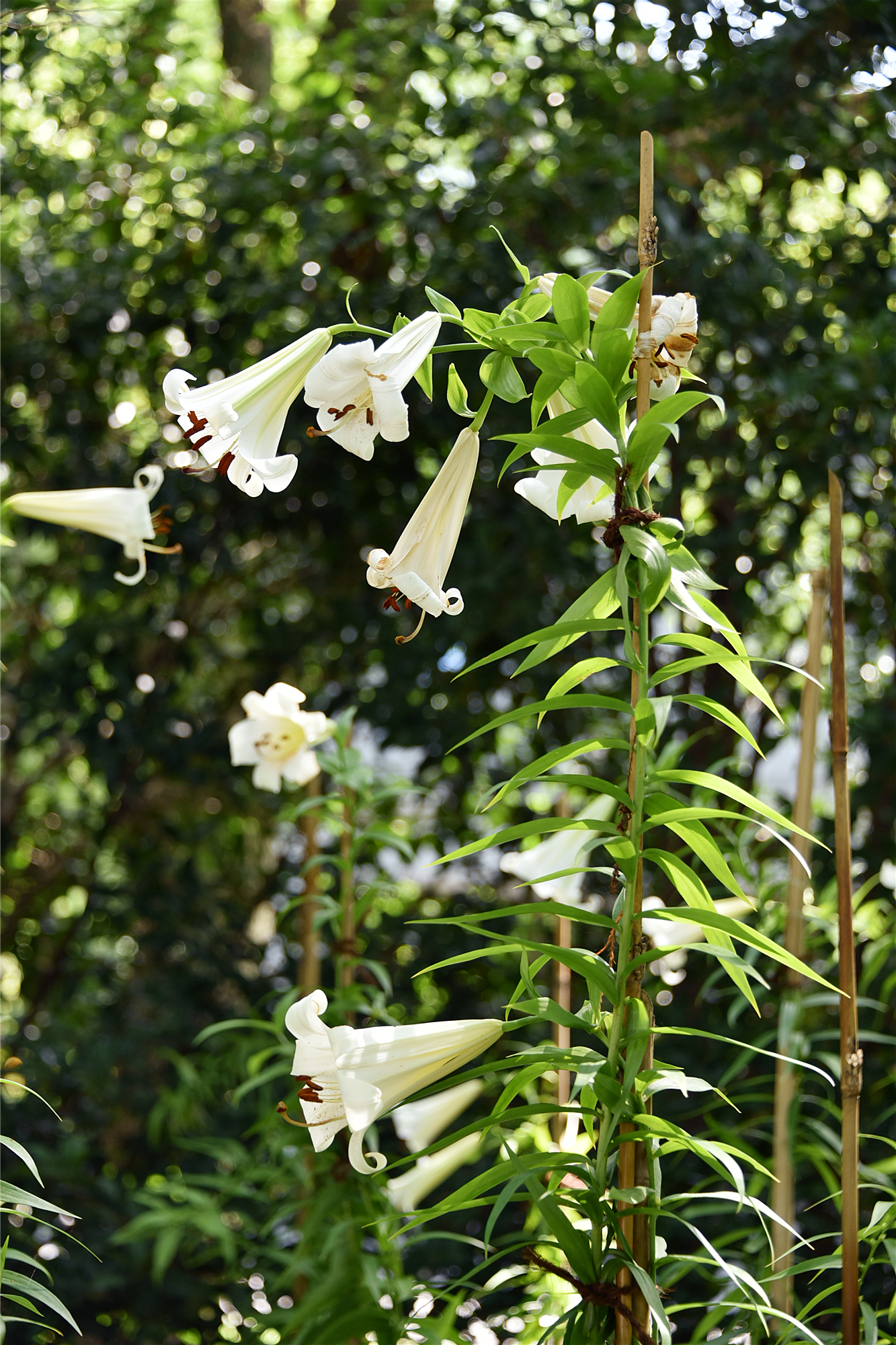 DSC_9623_副本.jpg