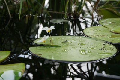 金银莲花5.jpg