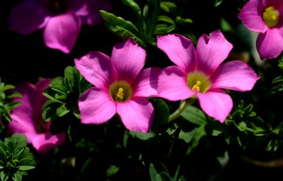 4桃红长发酢浆草--酢浆草科酢浆草属 (3).jpg
