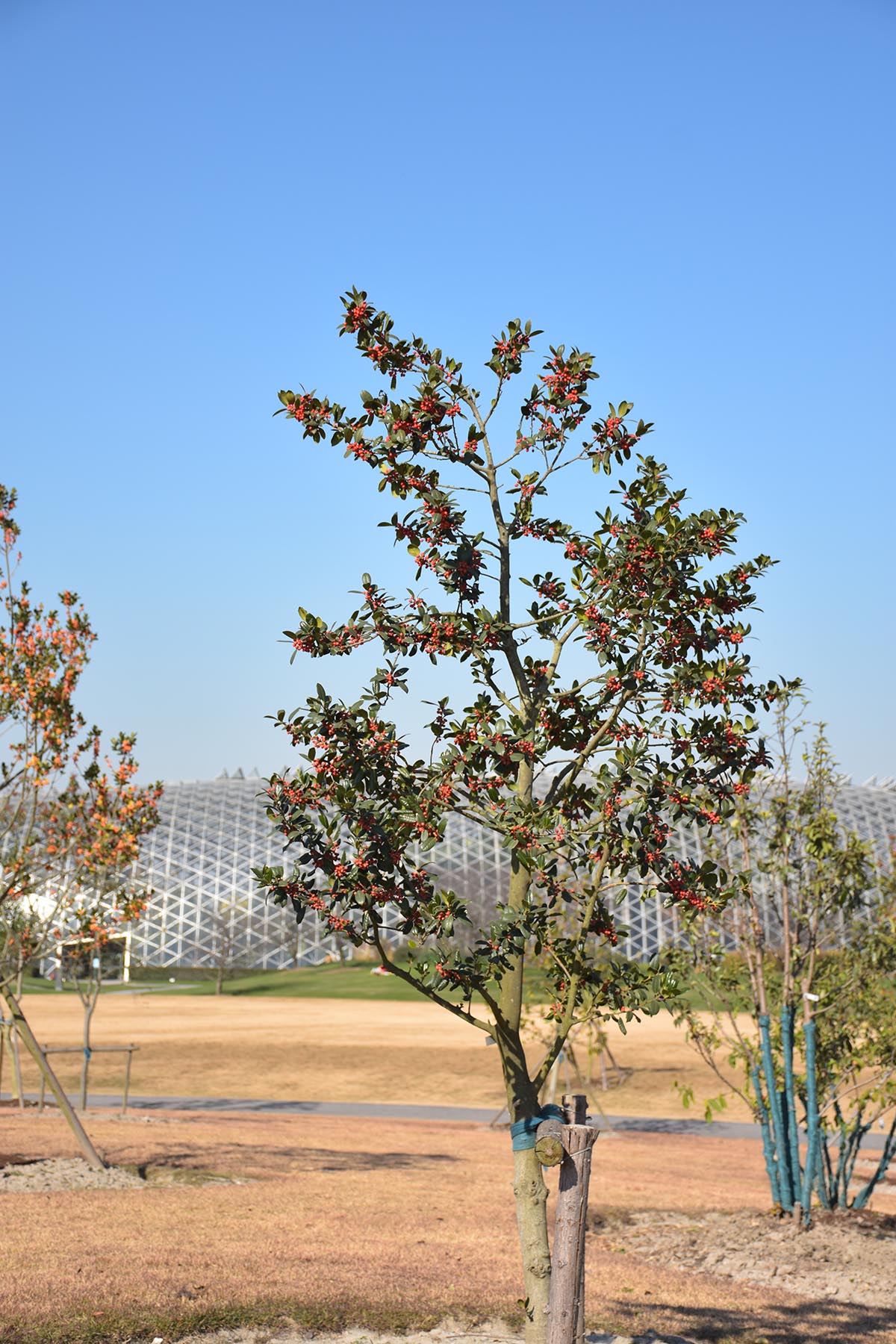 图7 斯蒂芬冬青.jpg