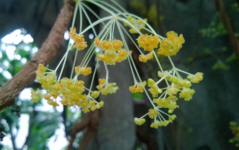 冬季来上海植物园温室里看热带雨林吧