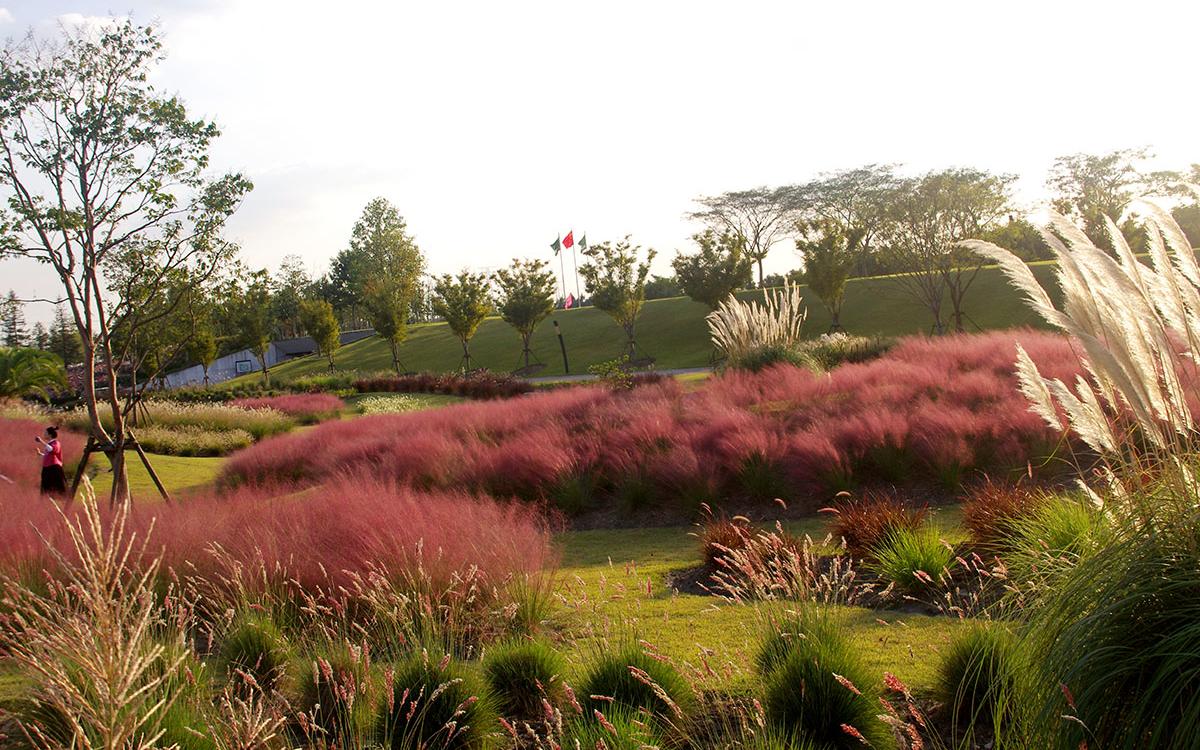 辰山植物园禾草园荣获2022年度上海公园十佳特色植物区称号