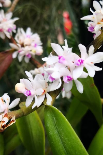 1短穗毛舌兰Trichoglottis  rosea--兰科毛舌兰属 (8).jpg