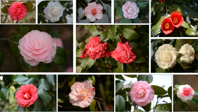 国内部分山茶品种鉴赏.png 国内部分山茶品种鉴赏.png