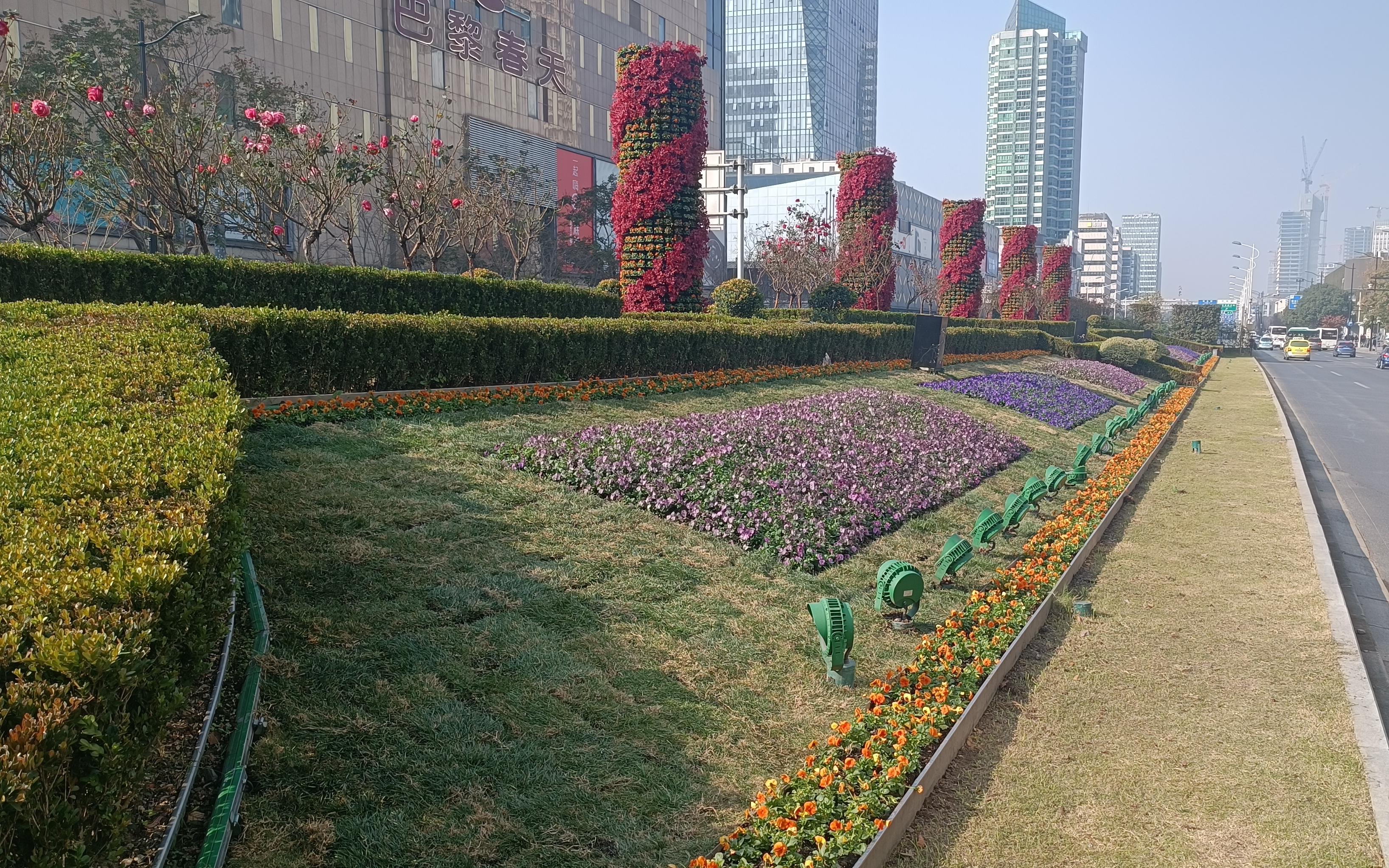 春季花坛常用花卉图片