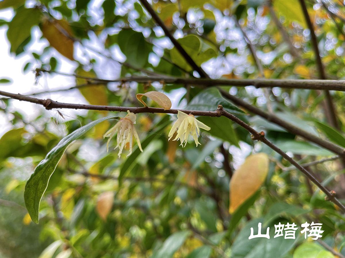 辰山植物园蜡梅初开暗香浮动