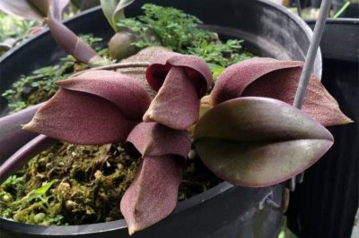 2红芽领带兰 (1).jpg 2红芽领带兰 (1).jpg