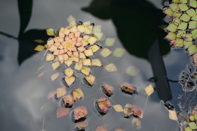 黄花菱2.jpg