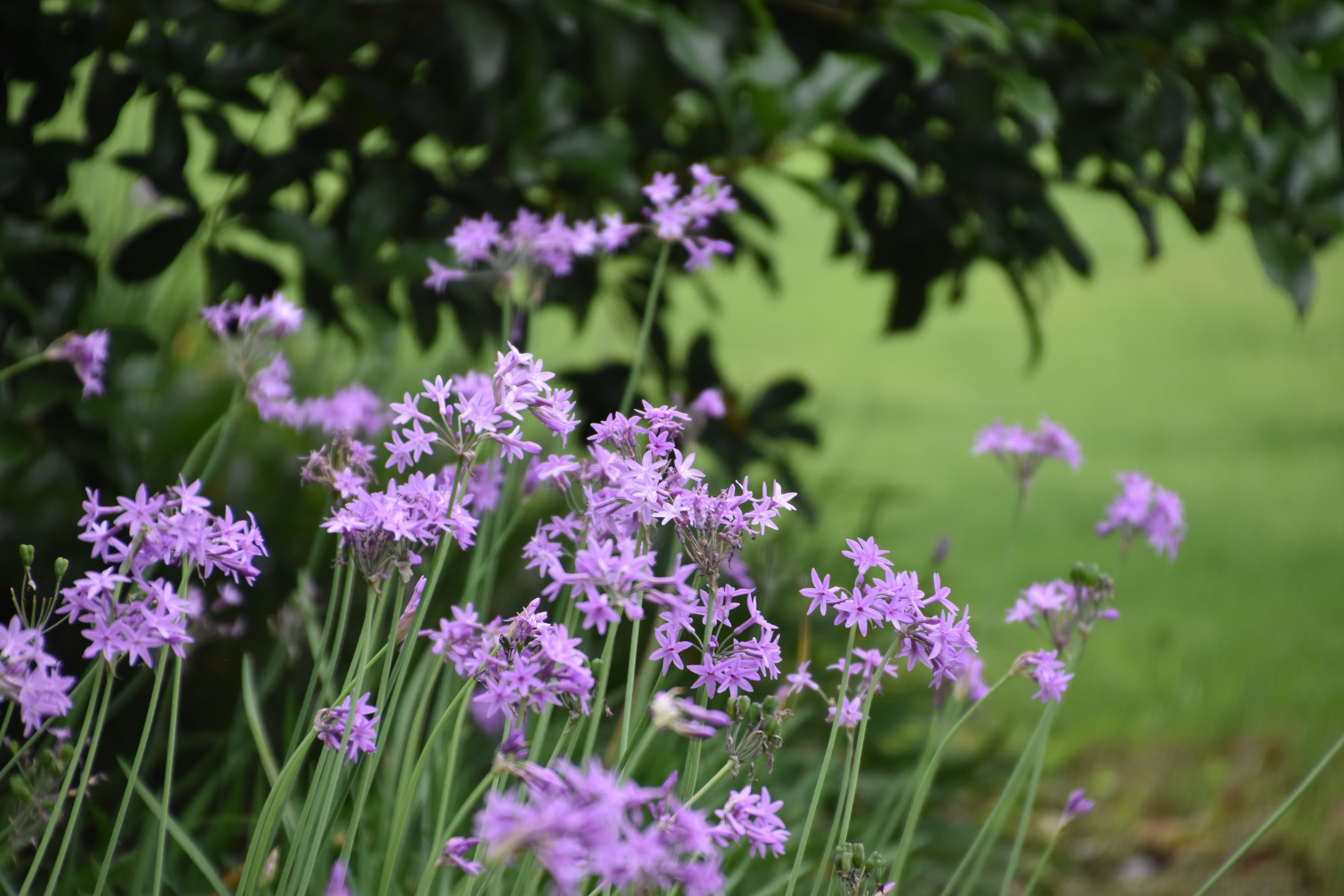 共青森林公园紫娇花优雅绽放