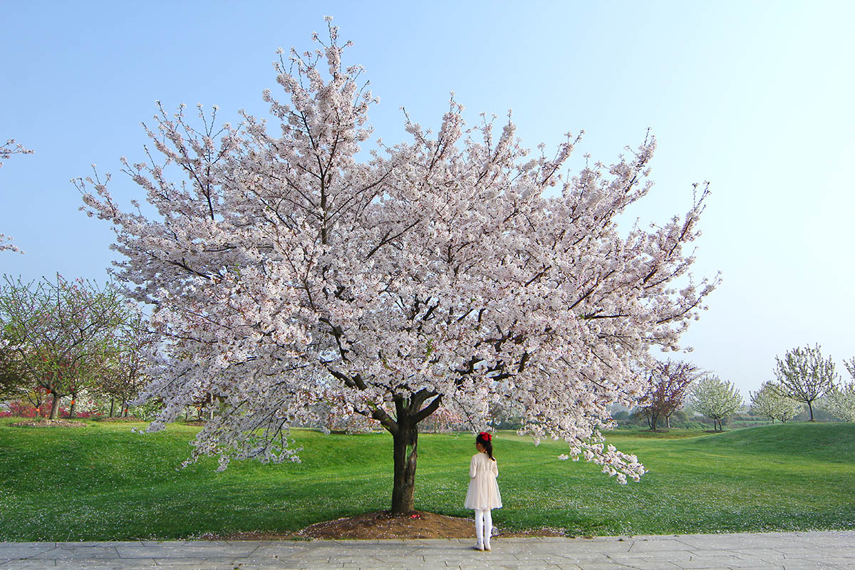 13 染井吉野 小柿子 2024.jpg