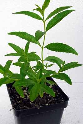 1柠檬马鞭草 (3).jpg