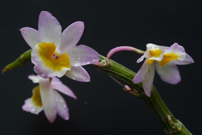 DSCF3590.jpg