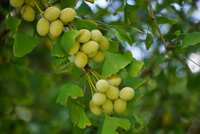 银杏（种子） (2).jpg