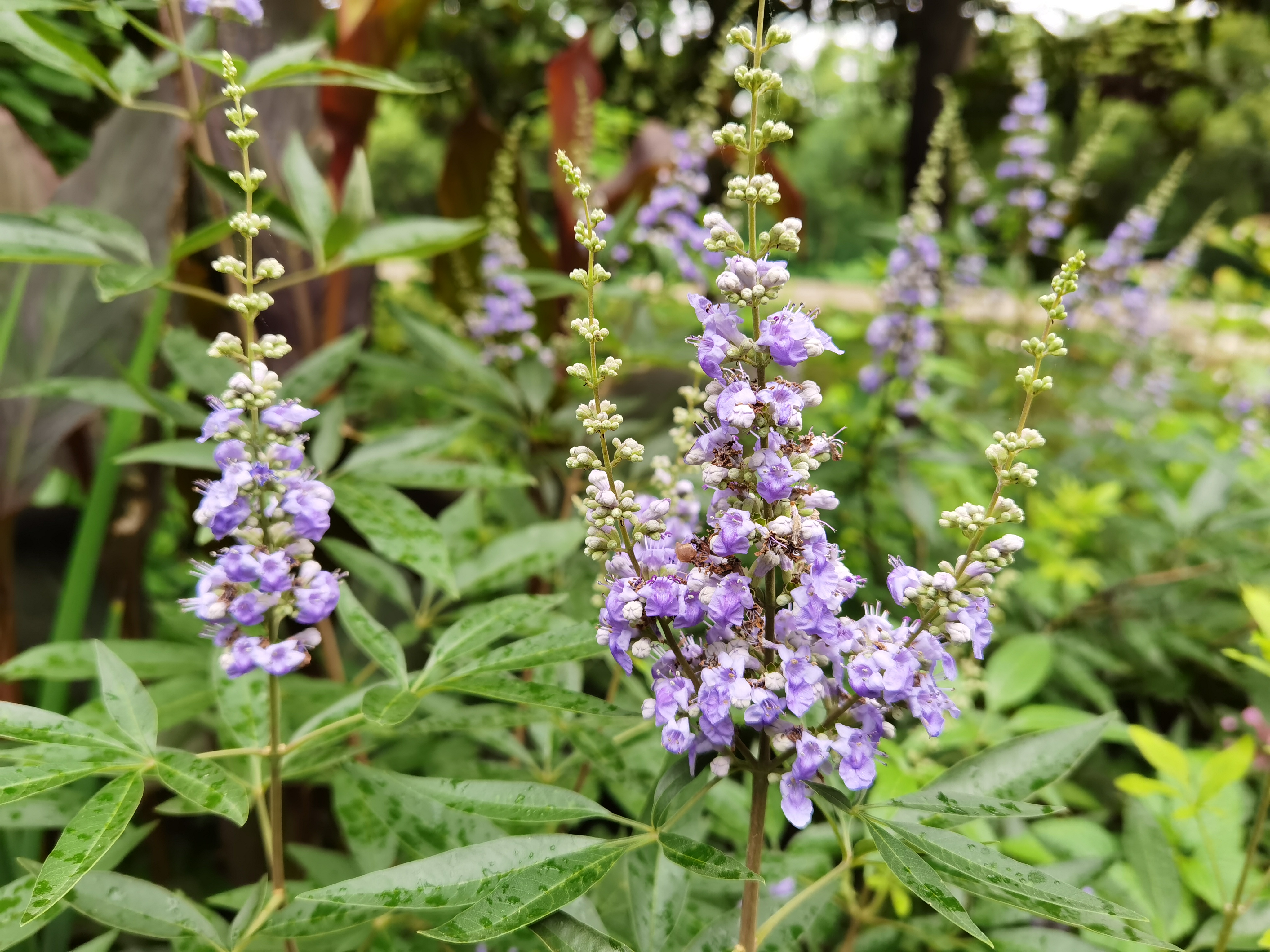 所在位置:  首页 > 新闻动态 > 专题报道 > 上海花讯这种植物叫穗花