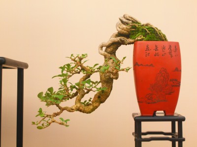 图3 米叶冬青盆景.jpg