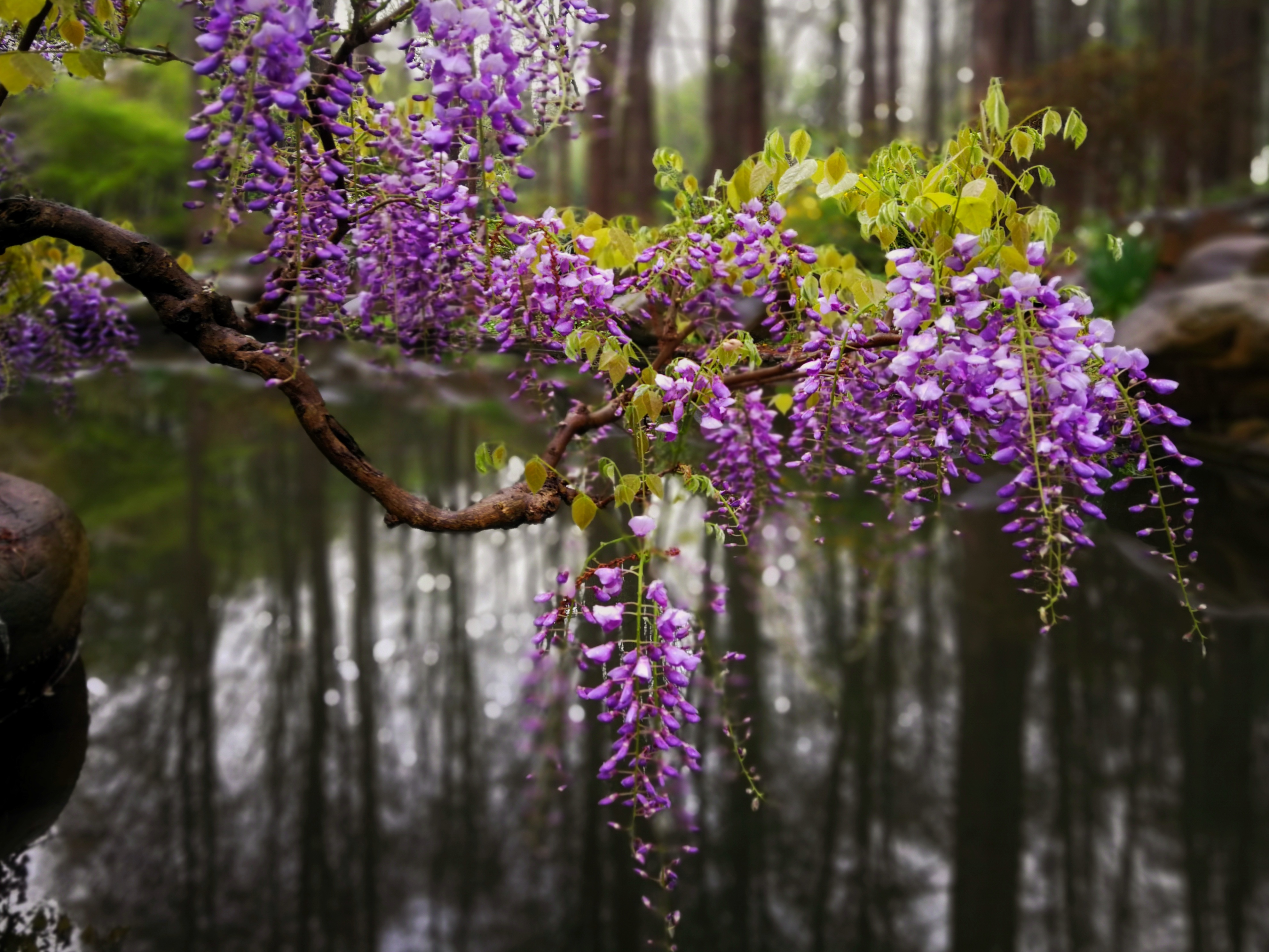 共青森林公园紫藤花绽放预计本周末迎来盛花期