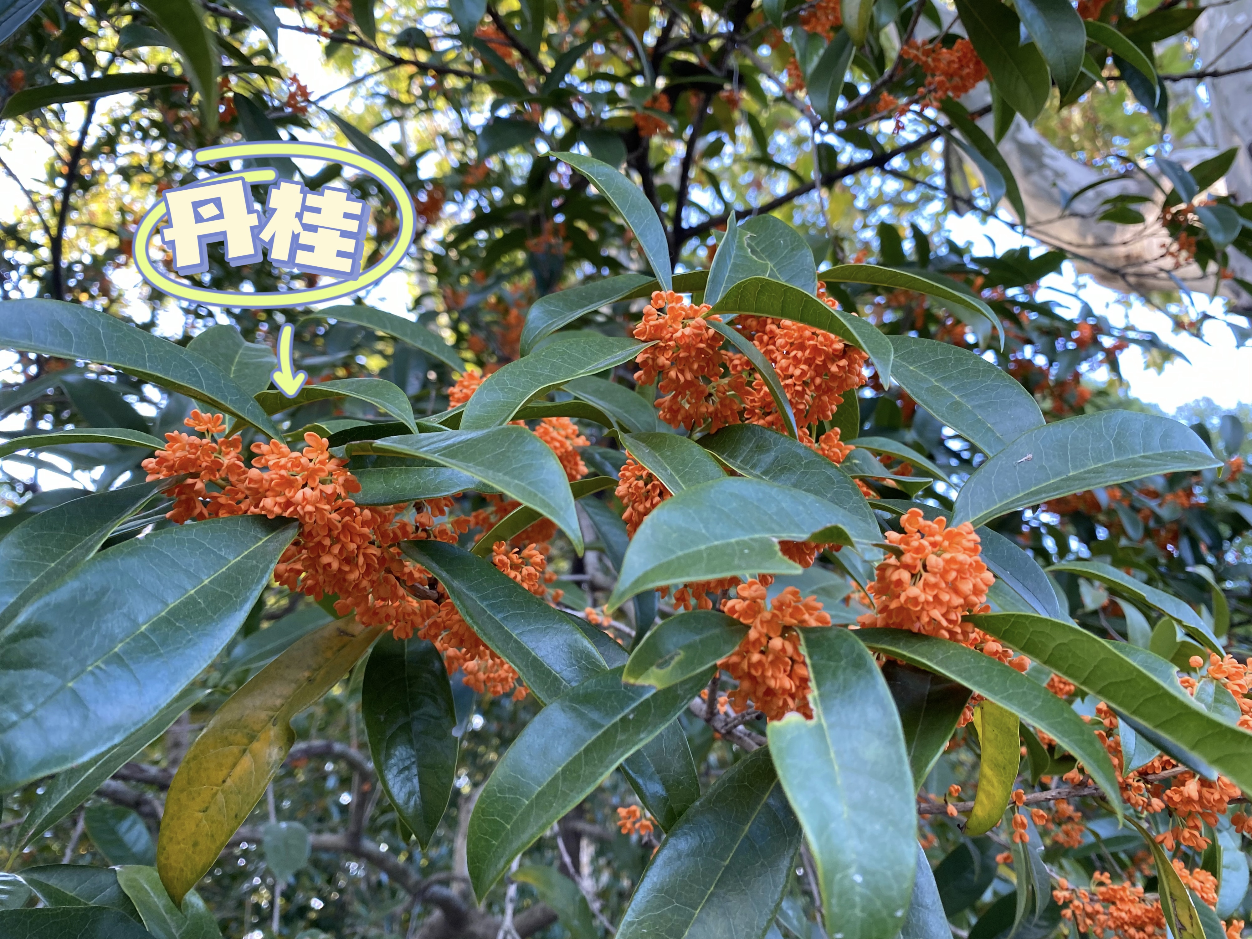 20221017丹桂.JPG