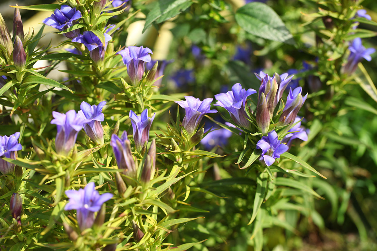 2.2 辰山植物园岩石园栽培的龙胆园艺品种(寿海洋摄)167.jpg