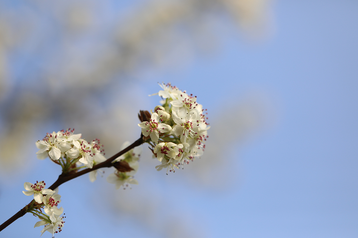 于惊蛰声声处听花绽辰山植物园豆梨花开胜似雪