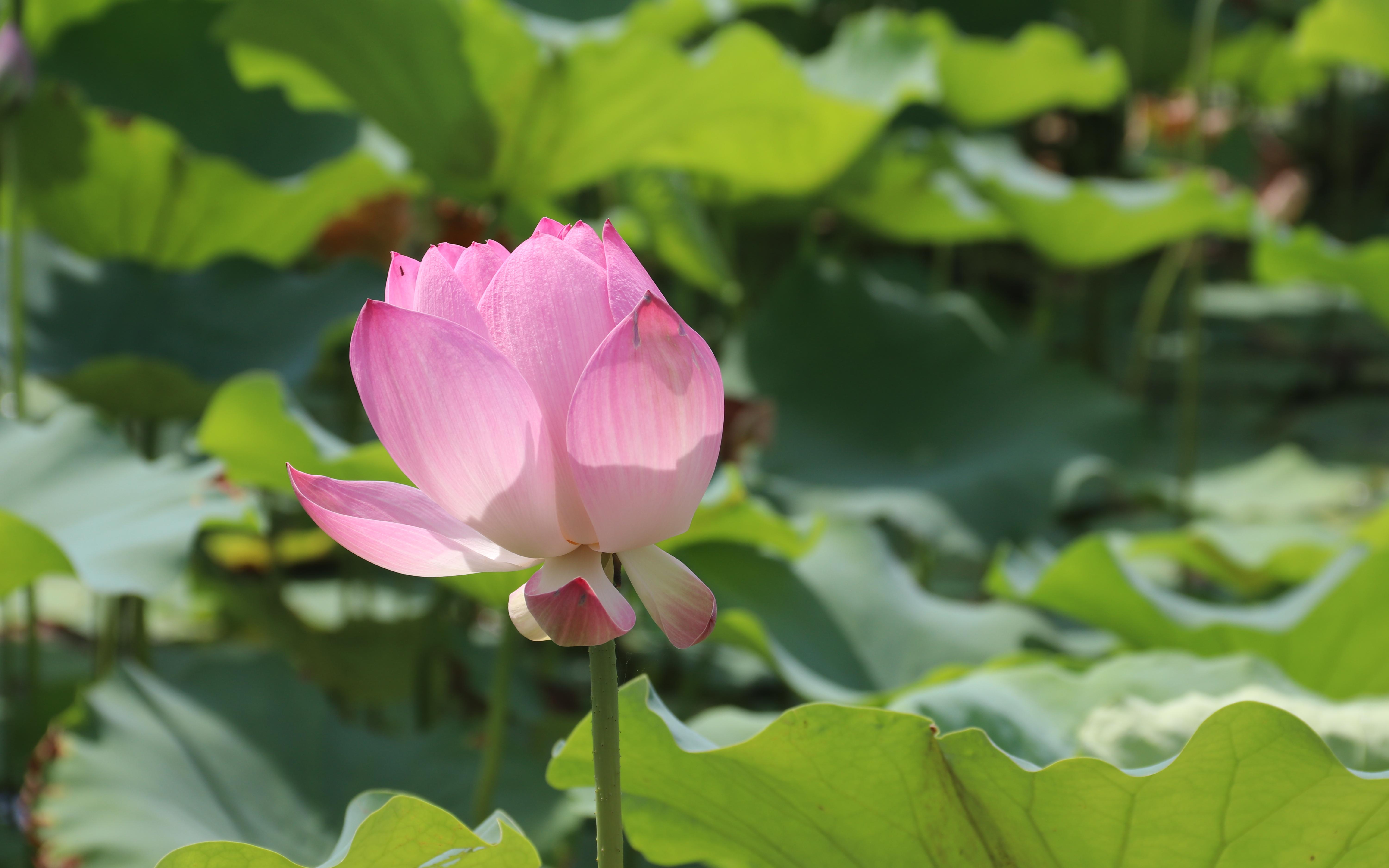 2023年金山区"廉盈滨海 荷美湾区"荷花节正式启幕_要闻动态_上海市