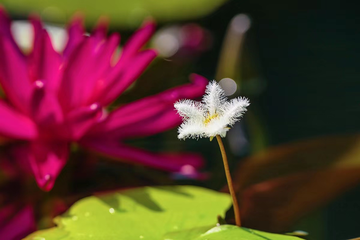 一叶莲（金银莲花，又叫印度莕菜） (4).jpg