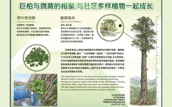 6_两种送养植物的详细介绍.jpg 6_两种送养植物的详细介绍.jpg