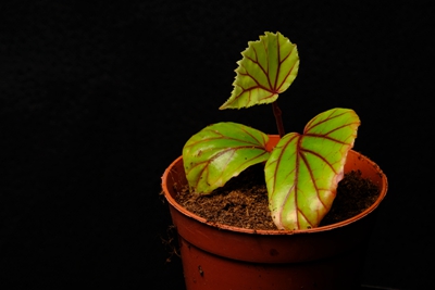 k531_1317_0600+08.jpg