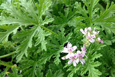 3柠檬天竺葵 (2).jpg