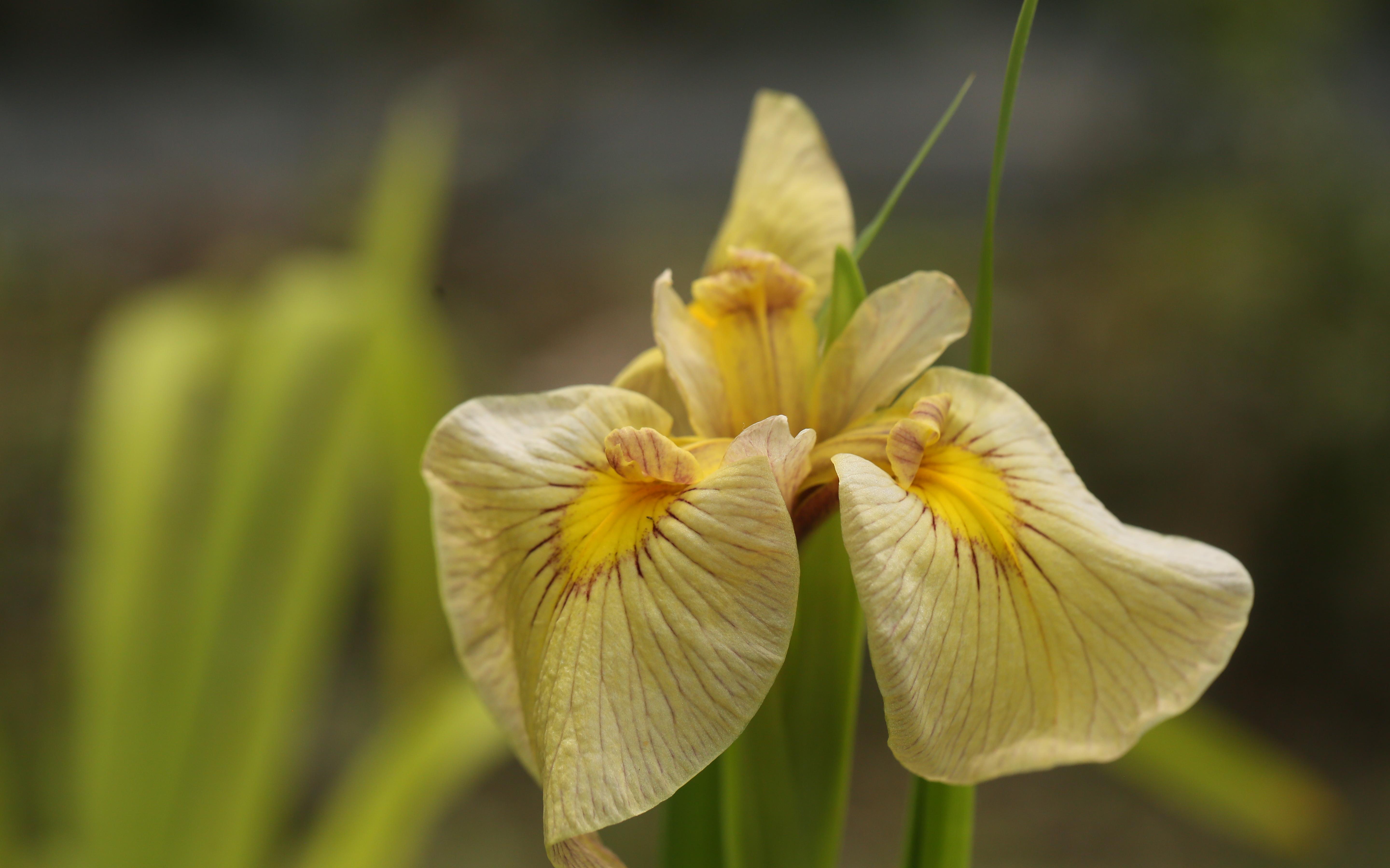 Cuimei Wang,Yuee Xiao_23-H001_Jinsui_flower_SPEC-X_2024_photobyCuimei Wang_1.JPG