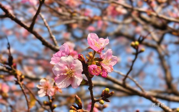 2_河津樱.jpg