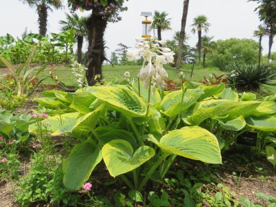 法兰西威廉 玉簪 (2).jpg