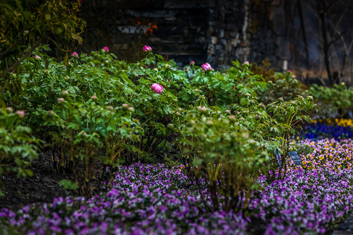 红色礼赞 02.jpg 红色礼赞 02.jpg