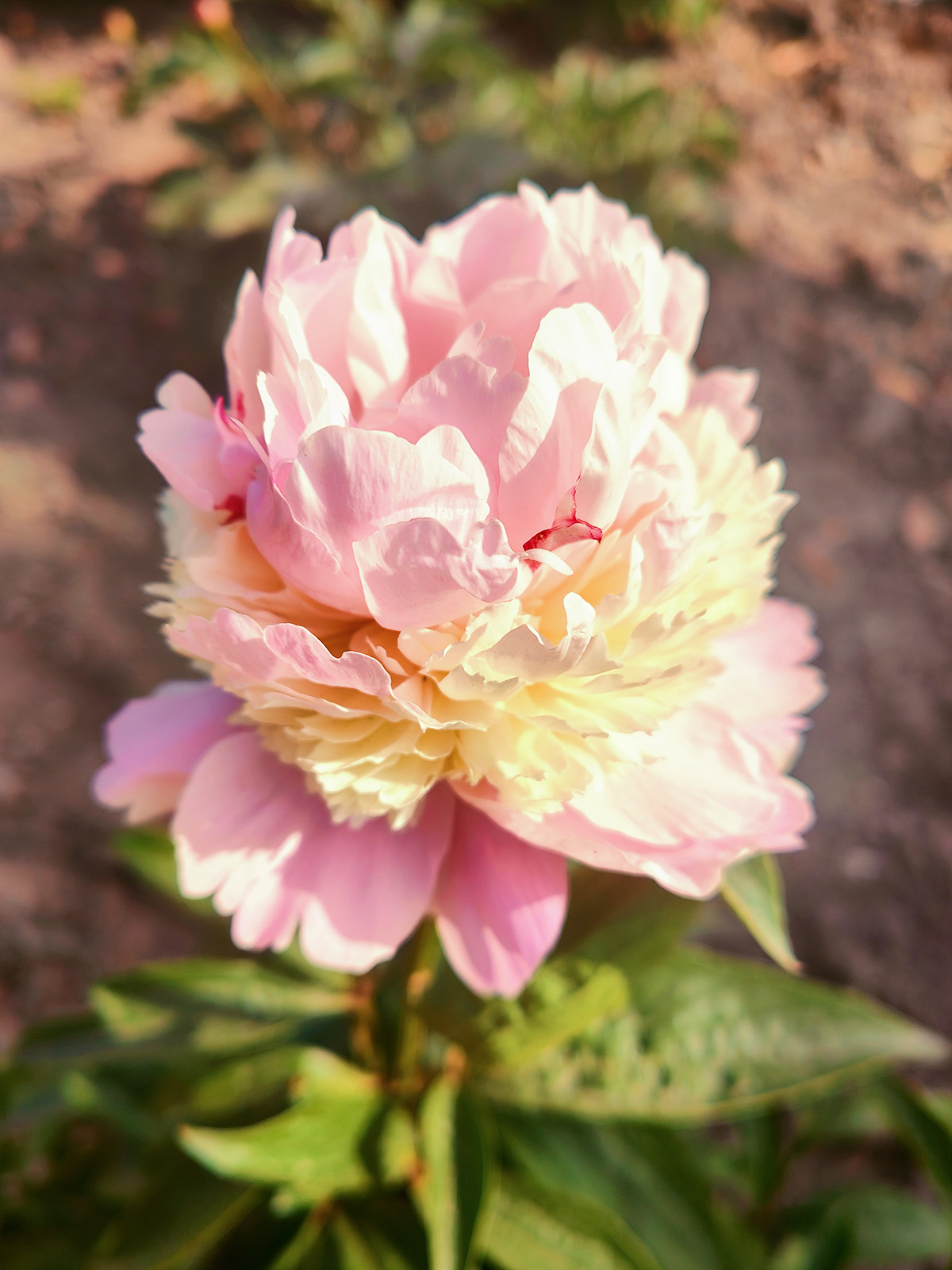 ‘冰糕’芍药.jpg