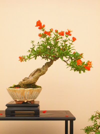 图4 石榴盆景.jpg