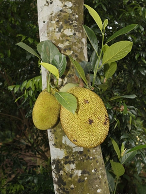 3波罗蜜--桑科波罗蜜属 (1).jpg