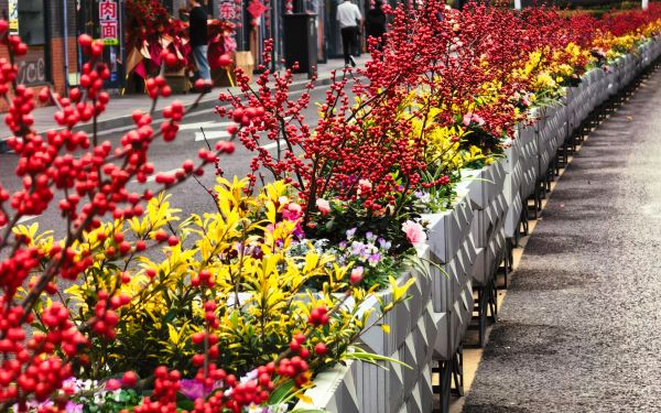 06.大名路花箱_迎新花卉_.jpg 06.大名路花箱_迎新花卉_.jpg