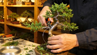 6海派盆景的技艺美学与非遗传承（下）1.jpg
