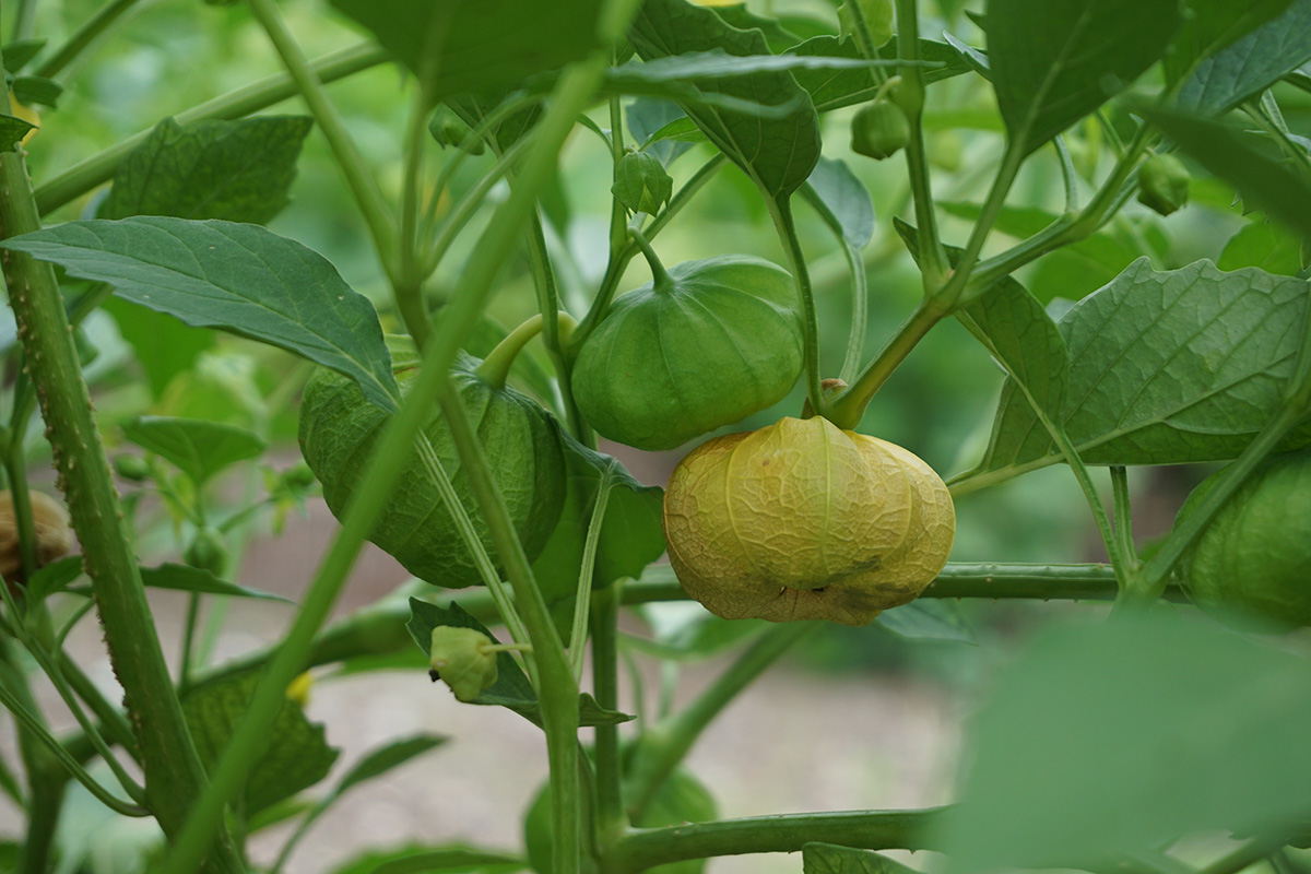 辰山植物园番茄远亲毛酸浆结果啦