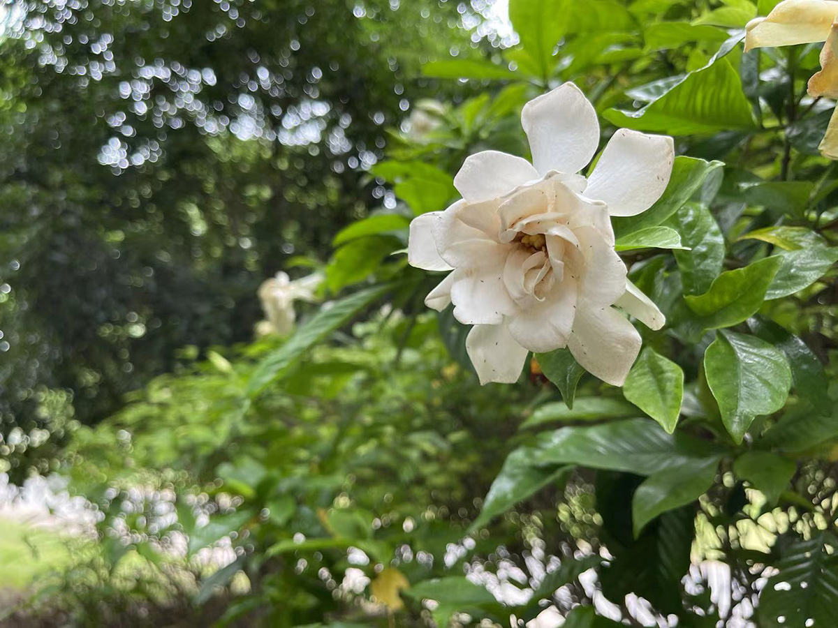 栀子花 (3).jpg