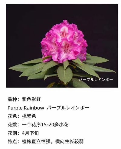 紫色彩虹.jpg