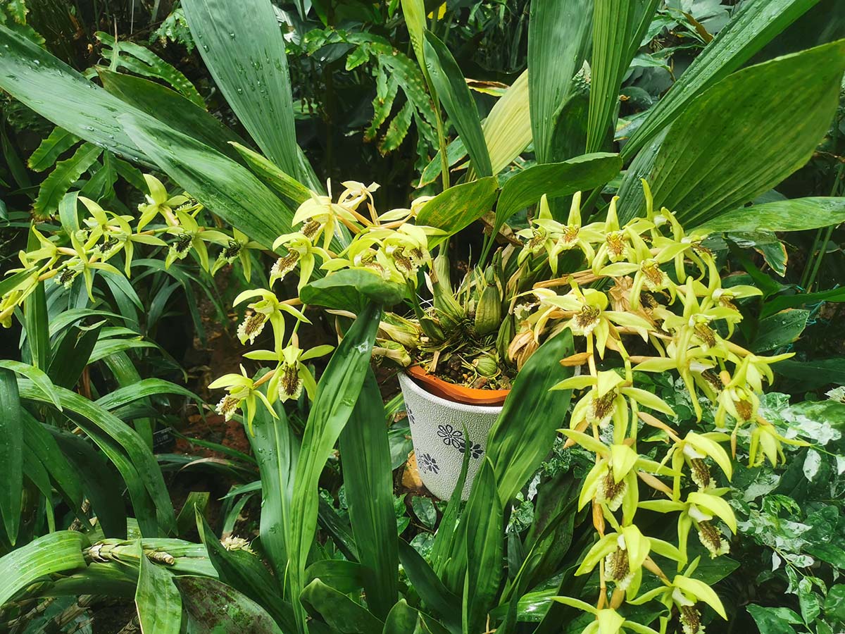 蜜香四溢 辰山植物园提琴贝母兰花开珍奇植物馆