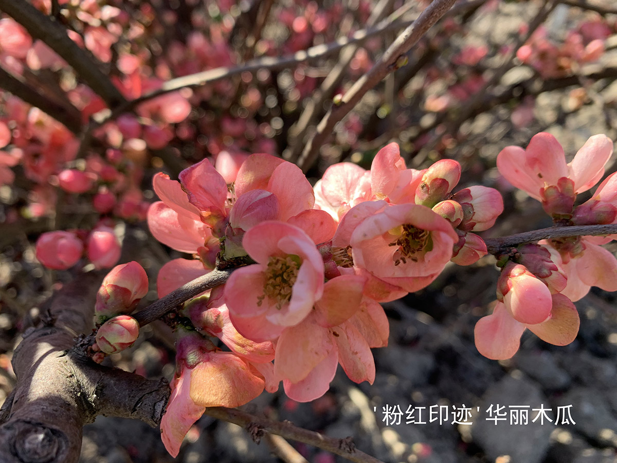 木瓜海棠‘玉立’图片