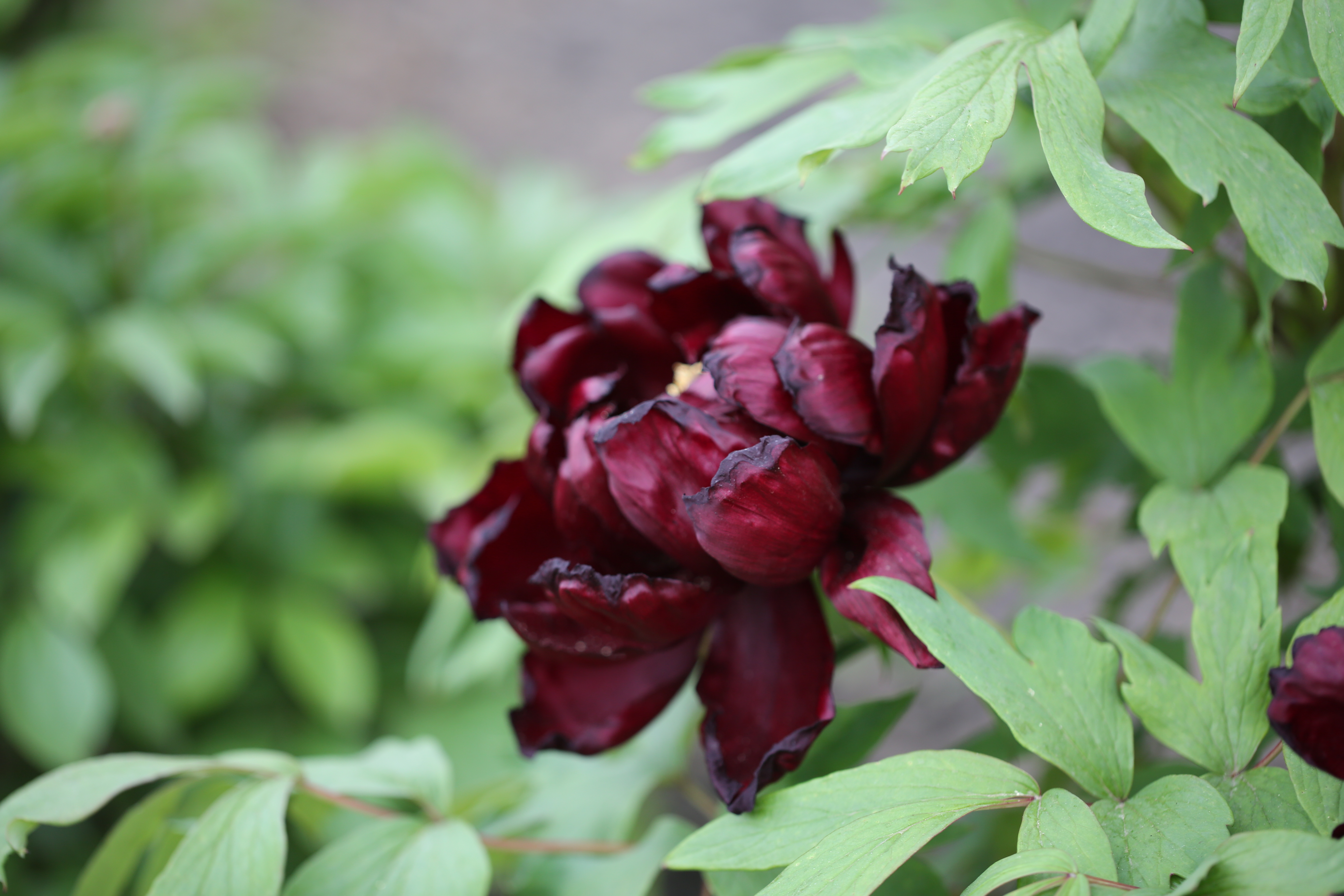 牡丹中的黑美人惊艳古猗园