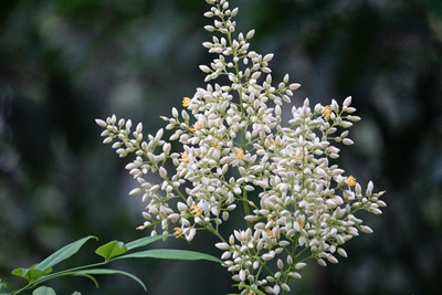 南天竹(白花).jpg